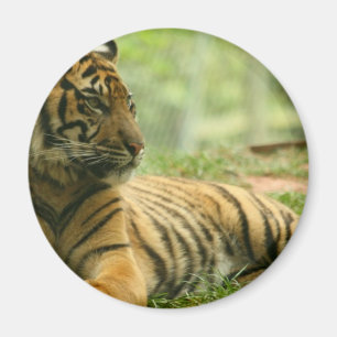 Imã Ímã de descanso do tigre