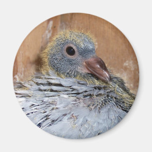 Imã Ímã de direcção do pombo do bebê