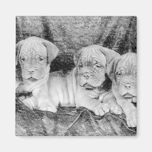 Imã Ímã de Dogue de Bordéus