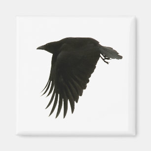 Imã ímã de downbeat