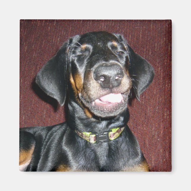 Imã Ímã de Filhote de Doberman Pinscher Sorridente (Frente)
