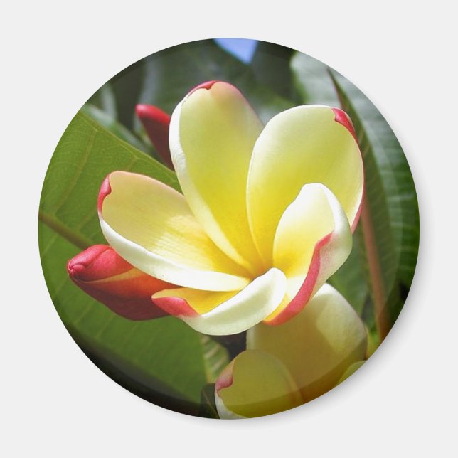 Imã ímã de flor amarela (Frente)