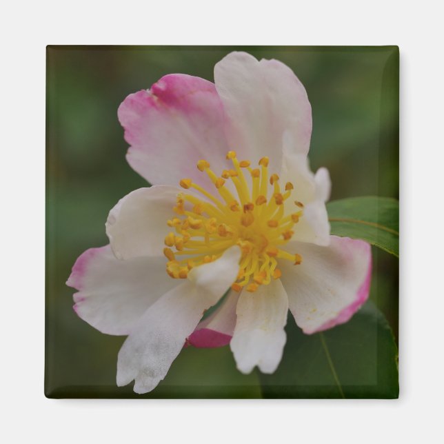 Imã Ímã de Flor de Camélia (Frente)