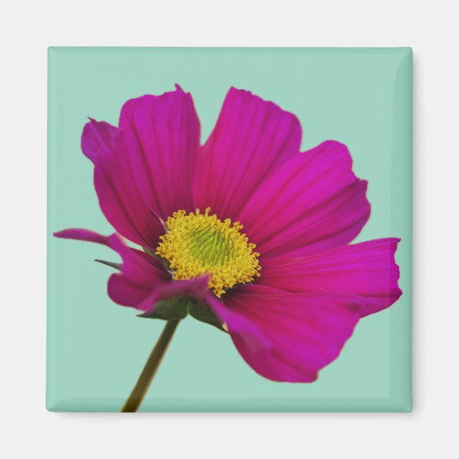 Imã Ímã de Flor de Cosmos (Frente)
