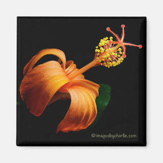 Imã Ímã de Flor de Hibisco Nativo Havaiano Kokio