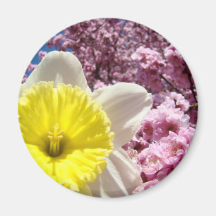 Imã Ímã de Flor de Narciso Amarelo Flores de Cerejeira