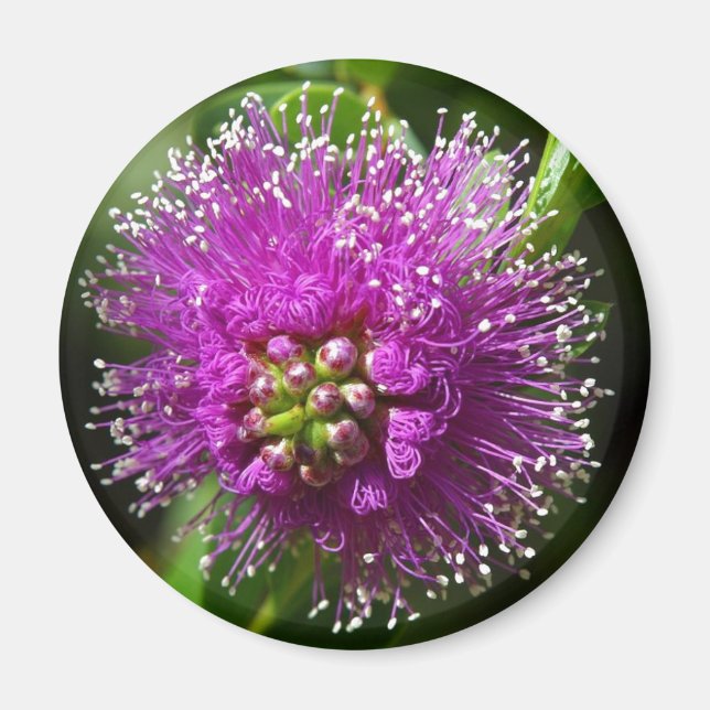 Imã ímã de flor roxa (Frente)