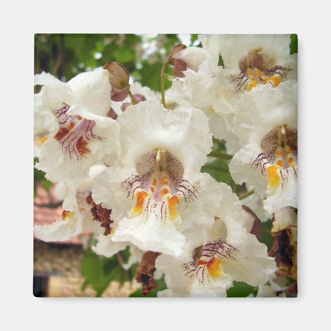 Imã Ímã de Flores de Catalpa (Frente)