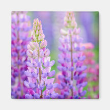 Ímã de Flores de Lupino Roxo