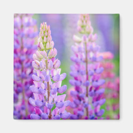 Imã Ímã de Flores de Lupino Roxo