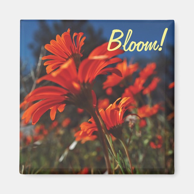 Imã Ímã de Flores de Margarida Laranja Branca em Flor (Frente)