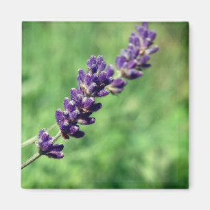 Imã Ímã de Foto de Haste de Lavanda