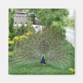 Imã Ímã de Foto de Pavão no Jardim