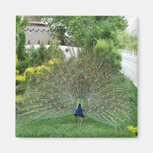 Imã Ímã de Foto de Pavão no Jardim