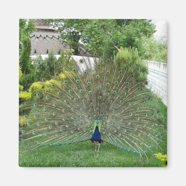 Imã Ímã de Foto de Pavão no Jardim (Frente)