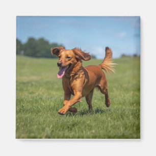 Imã Ímã de Foto de Pet Personalizado Moderno Melhor Pa