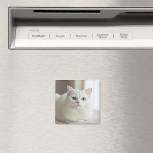 Imã Ímã de foto personalizado de gato branco para gela