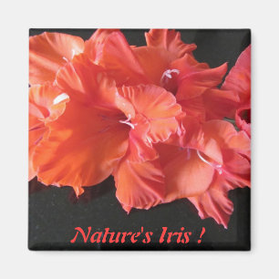 Imã Ímã de Frig da íris do âmbar!