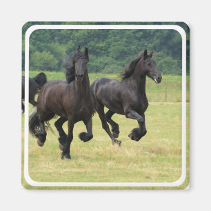 Imã Ímã de galope dos cavalos do frisão