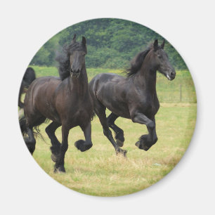 Imã Ímã de galope dos cavalos do frisão