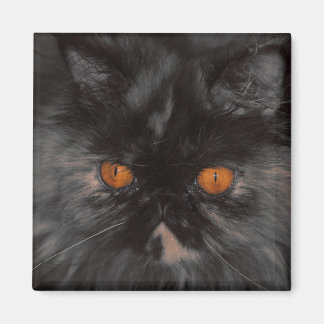 Imã ímã de Gatinho de salvamento