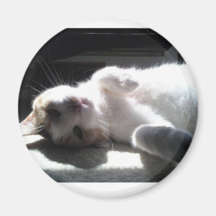 Imã ímã de gato