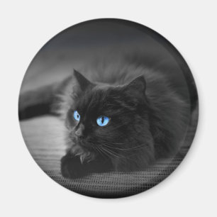 Imã Ímã de Gato Olhos Azul Meia-Noite - 2.25 Redondo F