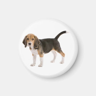 Imã Ímã de Geladeira Cachorrinho Beagle Amor