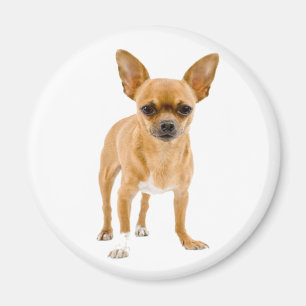 Imã Ímã de Geladeira Cachorrinho Chihuahua