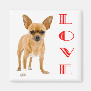 Imã Ímã de Geladeira Cachorrinho Chihuahua Amor