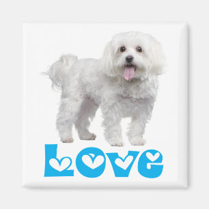 Imã Ímã de Geladeira Cachorrinho Maltês Branco Amor
