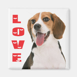 Imã Ímã de Geladeira Cachorro Beagle Fofinho