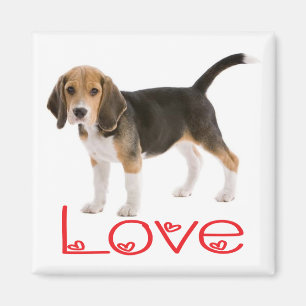 Imã Ímã de Geladeira Cachorro Beagle Fofinho