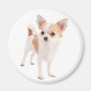 Imã Ímã de Geladeira Cachorro Chihuahua Filhote Amor