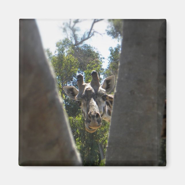 Imã Ímã de Geladeira Close-Up de Girafa Fofa (Frente)