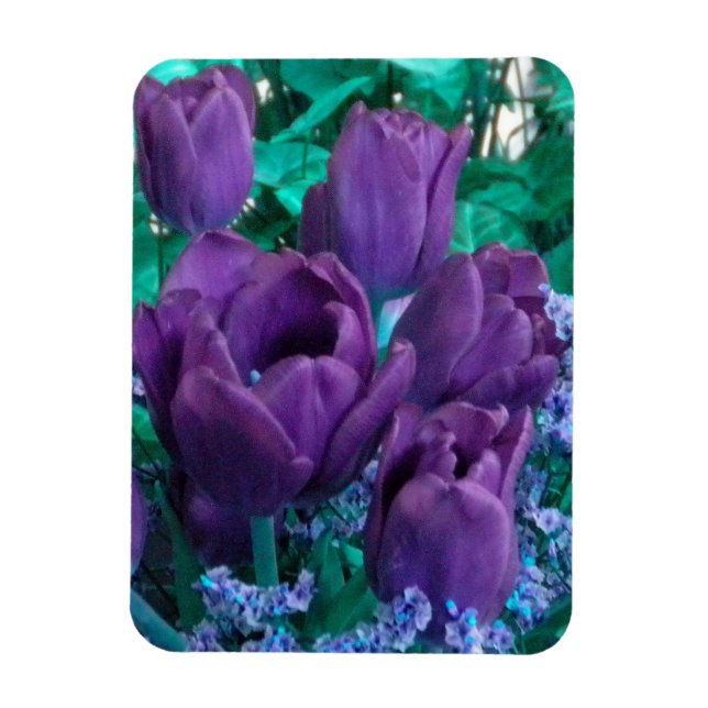 Ímã Imã de geladeira das Tulipas Roxas Escuras (Vertical)