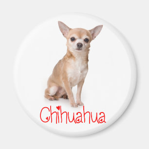 Imã Ímã de Geladeira de Cachorro Chihuahua Filhote Amo
