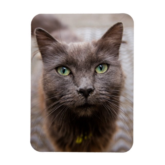 Ímã Imã de geladeira de gatinho (Vertical)
