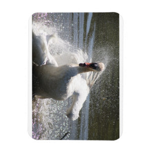 Ímã Imã de geladeira do Cisne