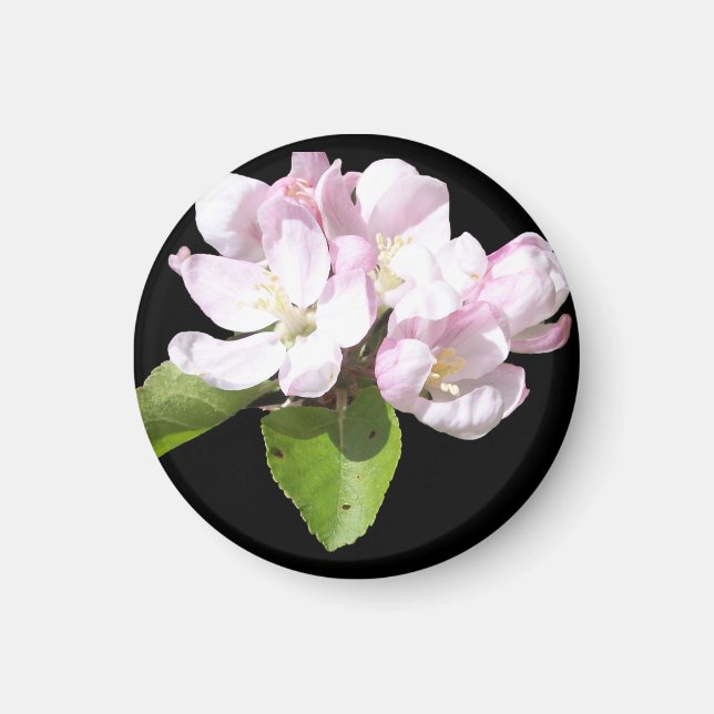 Imã Ímã de Geladeira Flor de Maçã na Primavera Redondo (Frente)