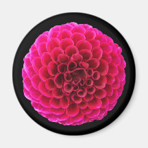 Ímã de Geladeira Redondo Flor de Dália Rosa Presen