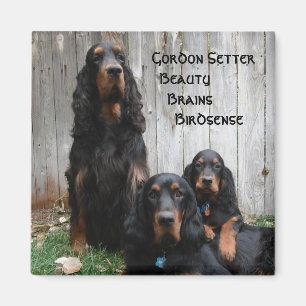 Imã Ímã de Gerações de Gordon Setter