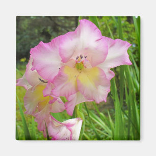 Imã Ímã de Gladiola