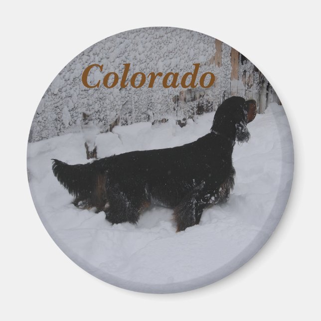 Imã Ímã de Gordon Setter Colorado (Frente)