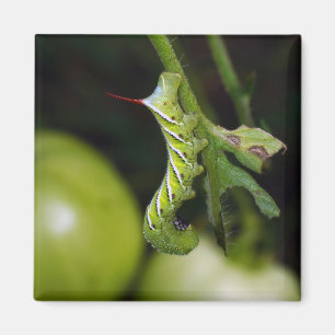 Imã Ímã de Hornworm Caterpillar do tabaco