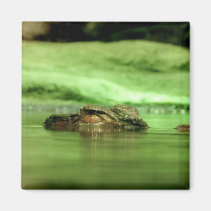 Imã Ímã de Jacaré Espiando da Água