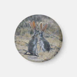 Imã Ímã de Jackrabbits