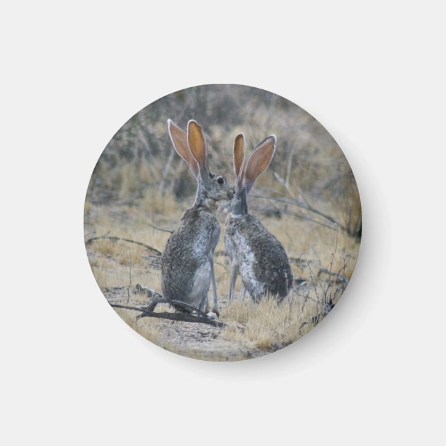 Imã Ímã de Jackrabbits (Frente)