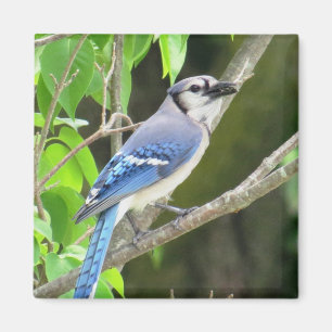 Imã Ímã de Jay azul