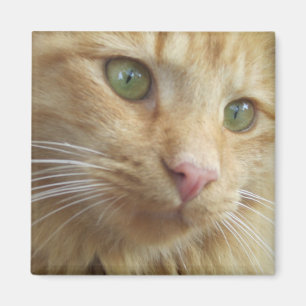 Imã Ímã de Koi do gatinho